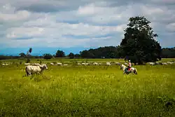 Cattle in Guanare