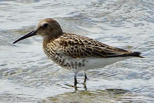 Dunlin in juvenile plumage; note the black streaks on the flanks and breast, compared to curlew sandpiper's pure white flanks and peachy-buff breast.