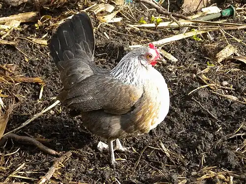 A silver duckwing hen