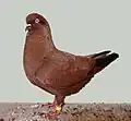 Red Bronzed Dutch Highflier