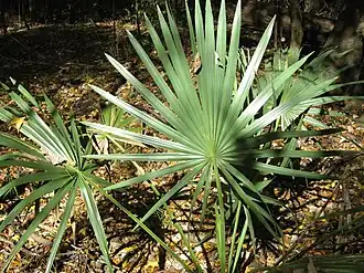 A dwarf palmetto frond in Congaree National Park, South Carolina