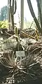 Dyckia maracasensis (in foreground)