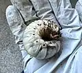 Instar 3 larva