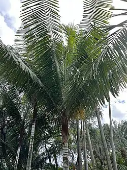 Dypsis lastelliana