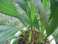 Chrysalidocarpus lutescens as a potted houseplant