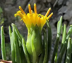 Dyscritothamnus filifolius flowering head with bracts of two lengths