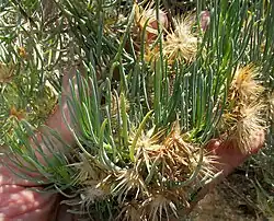 Dyscritothamnus filifolius old flowering heads among spruce-like leaves