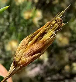 Dyscritothamnus filifolius mature flowering head