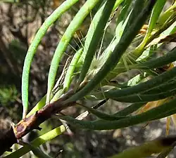 Dyscritothamnus filifolius leaf bases close-up