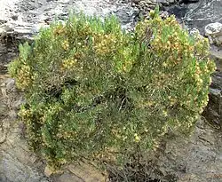 Dyscritothamnus filifolius in rock wall habitat