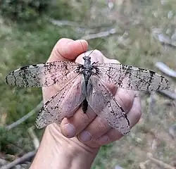 Showing wingspan