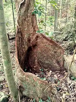 Buttress roots and rough bark