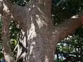 Tree trunk and bark