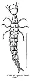 Larva