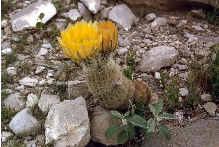 Texas Rainbow Cactus
