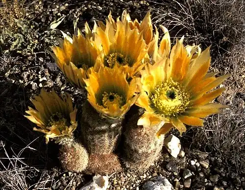Flower of E. dasyacanthus or Texas Rainbow Cactus