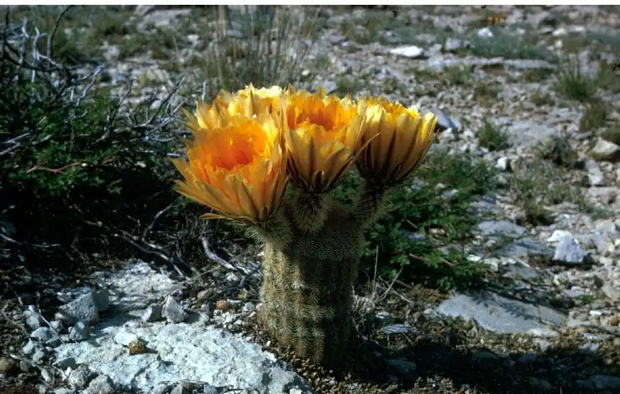 Texas Rainbow Cactus