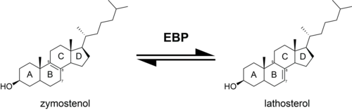 EBP catalyzes the conversion of zymostenol to lathosterol