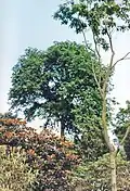 'Vegeta' in Royal Botanic Garden Edinburgh (1989)[30]