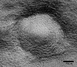 Close view of possible pingo with scale, as seen by HiRISE under HiWish program Pingos may contain a core of pure ice.