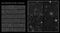 Early commissioning test image VIS instrument[57]