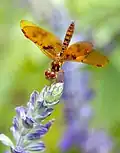 Male