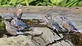 Eastern Bluebirds.