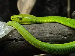 A bright green snake on a log