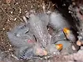 Chicks of eastern rosella