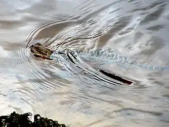 I. l. lesueurii swimming, Shoalhaven River, New South Wales