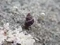Living Eatoniella olivacea