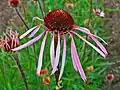 Flowerhead
