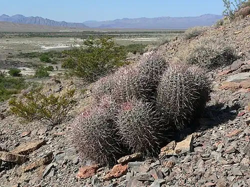Plant growing in Point of Rocks, Ash Meadows National Wildlife Refuge