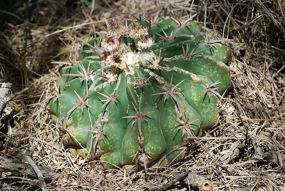 Plant growing in Camargito, Texas