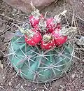Fruits