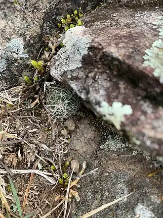 Plants growing in habitat in San Francisco Teopan, Oaxaca