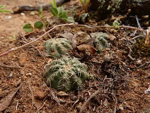Habitat in Agua Blanca, Oaxaca