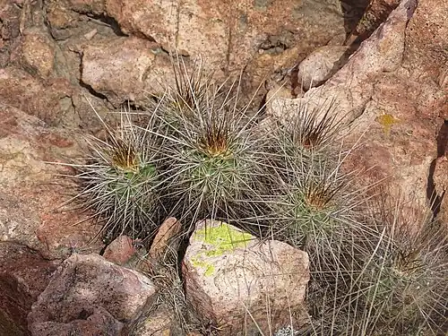 Habitat in Saucito del Poleo, Zacatecas, Mexico