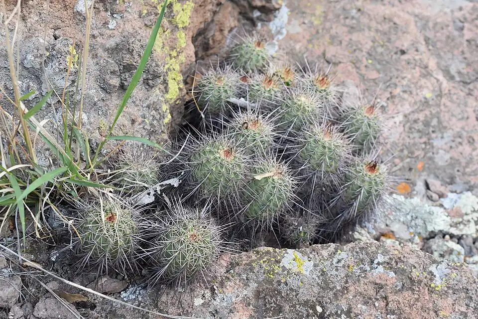 Habitat in La Purísima de Oriente, Guanajuato, Mexico