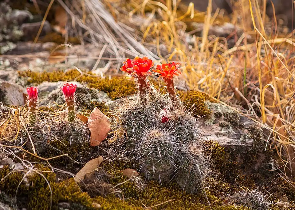 Habitat in Las Margaritas, Durango, Mexico