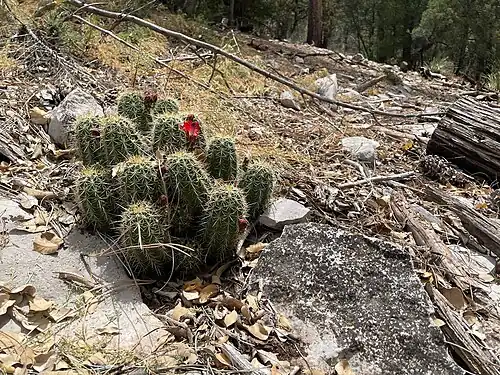 Habitat in Gila County, Arizona