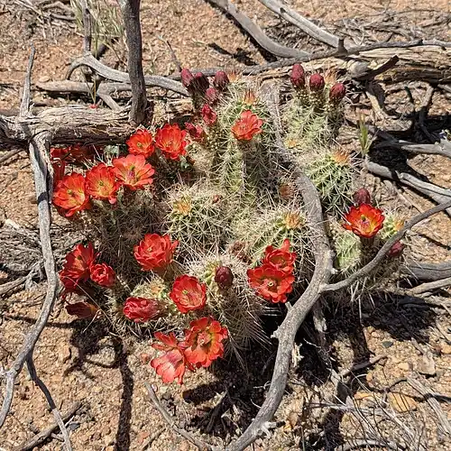 Habitat in Washington County, Utah