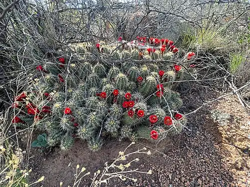 Habitat in Payson, Arizona