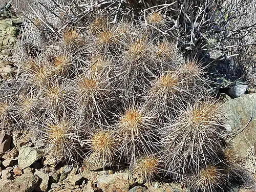 Habitat in San Buto, Baja California