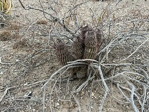 Plant growing in Brewster County, Texas