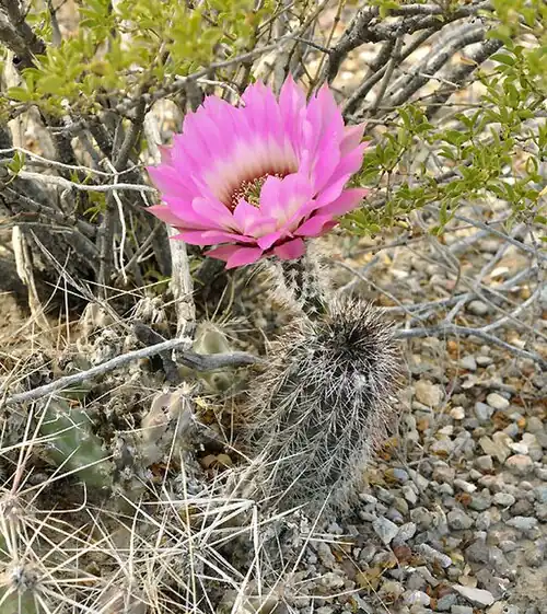 Plant blooming near Woodsons, Texas