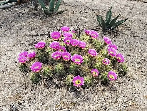 Echinocereus cinerascens ssp. septentrionalis in El Mezquital, San Luis Potosi, Mexico