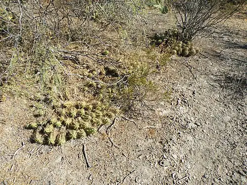 Echinocereus cinerascens ssp. tulensis in habitat in San Luis Potosí