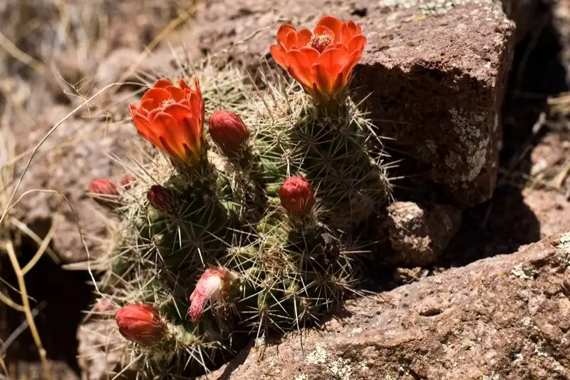 Plant growing in Davis Mountains, Texas