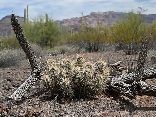 Echinocereus engelmannii surrounded by dead wood of Cylindropuntia fulgida in Tillotson Peak Wayside in Organ Pipe Cactus Wilderness, Arizona